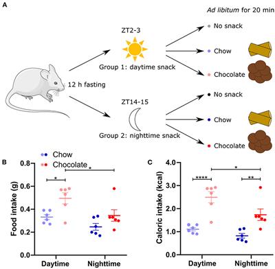 Snack timing affects tissue clock and metabolic responses in male mice
